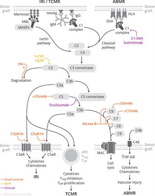 Complement-targeted therapies in kidney transplantation—insights from preclinical studies